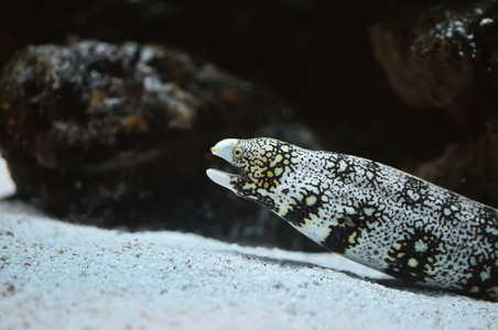海鳗，欧洲海鳗 海鳝