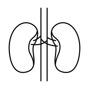手绘图的人体轮廓肾系统