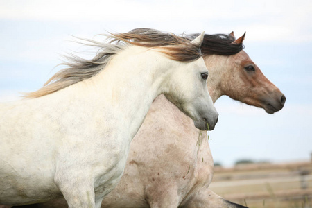 两个 ponnies 一起在牧场上