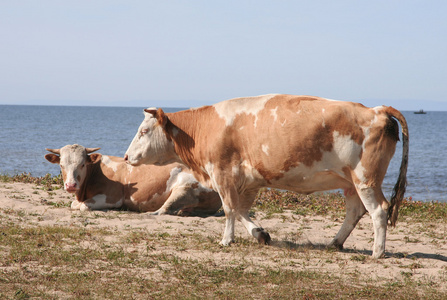 银行里有两头牛照片