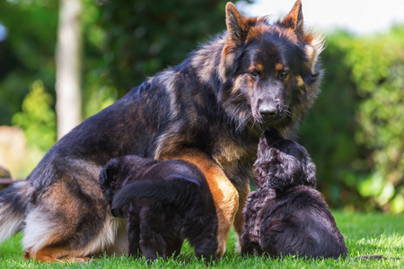 成人老的德国牧羊犬幼犬