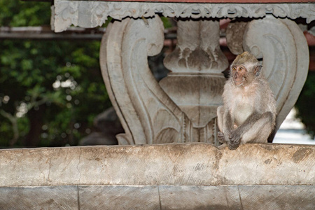 印尼猕猴猴子猿里面寺肖像