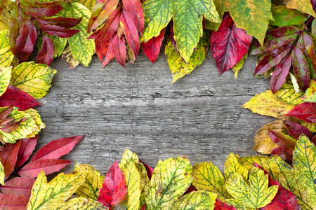 秋天的树叶上木制背景，秋天壁纸，副本空间框架