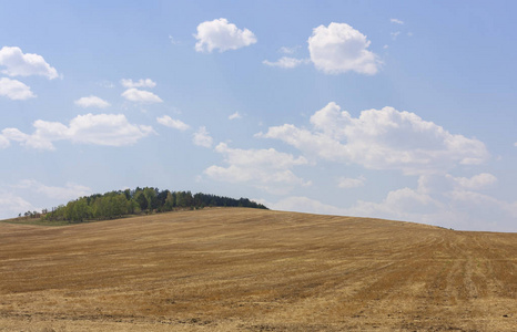 在阳光明媚的夏日的小麦作物田农场丘陵