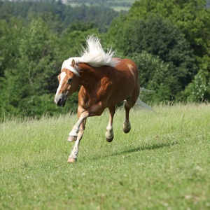 跳上牧草的惊人 haflinger