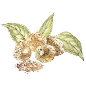 肉豆蔻插画nutmeeg.水彩手绘插画.孤立在白色背景上的植物插图照片