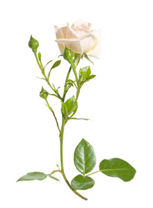 白色背景的浅色攀岩玫瑰