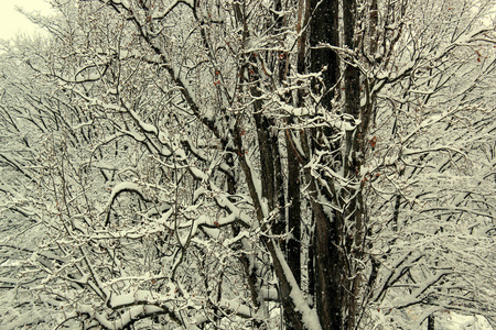 树枝和雪