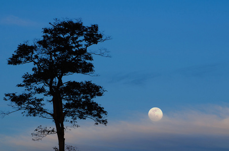 夜晚的树木和满月。