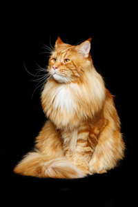 美丽的缅因库恩猫
