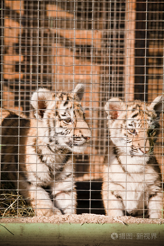 笼子里无助的条纹老虎