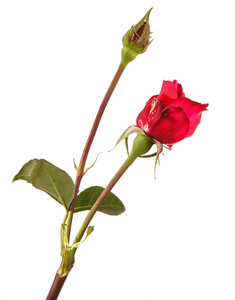 一朵红玫瑰茎上的小芽。白色背景上孤立