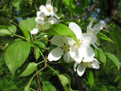 苹果树