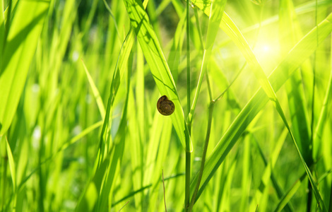 绿草和蜗牛