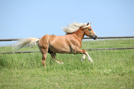 令人惊异的 haflinger 在牧草上运行