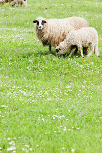 羊和羊
