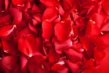 红玫瑰花瓣情人节图片