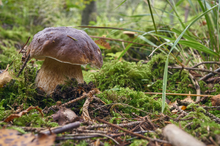 一个棕色蘑菇，耸人听闻的牛肝菌，在树林里