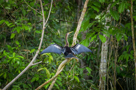 在一个分支，在亚马逊雨林中 Cuyabeno 国家公园在厄瓜多尔的蛇鸟或 snakebird sittting