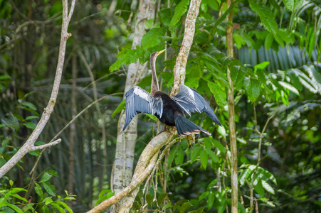 在一个分支，在亚马逊雨林中 Cuyabeno 国家公园在厄瓜多尔的蛇鸟或 snakebird sittting