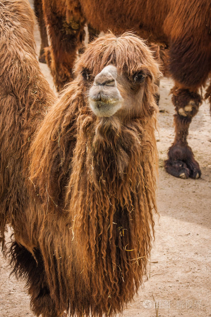 大的毛茸茸红骆驼的肖像