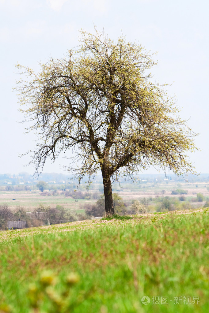绿野中的一棵树