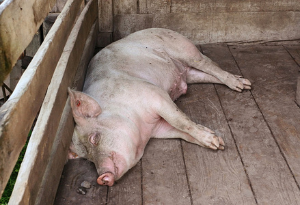 睡在猪棚里的大猪