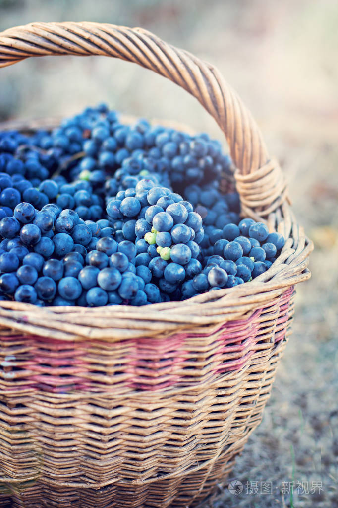 在篮子里的黑葡萄葡萄收获