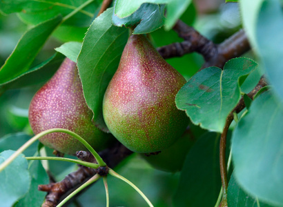 Pear摄影图 Pear图片大全 Pear照片 摄图新视界