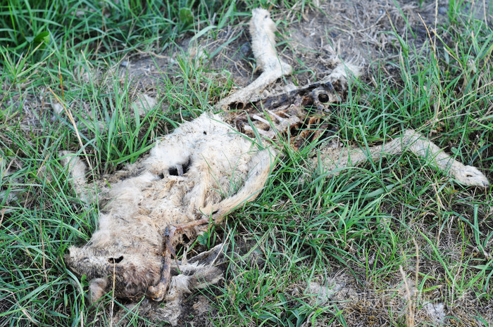 草丛中死去的兔子