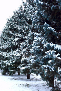 白雪中的圣诞树