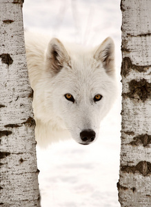 冬天在两棵树之间看到的北极狼