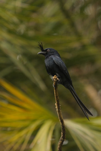 脊状drongo dicrurus forficatu