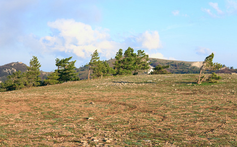 松树