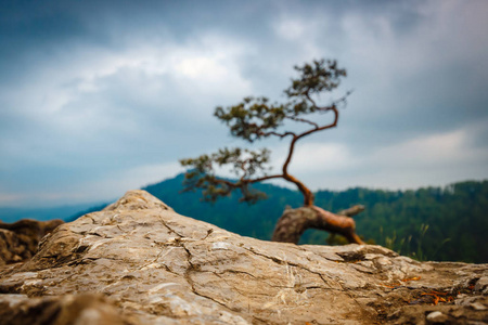 Sokolica 峰值在 Pieniny 山与顶部，波兰的著名松