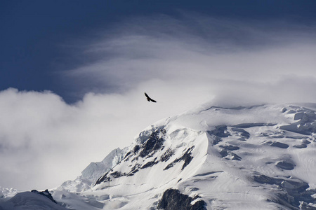 在勃朗峰的猛禽伟大图片
