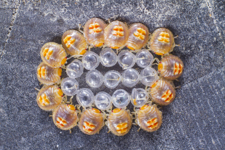 他们级联臭虫刚刚孵出在他们的壳照片