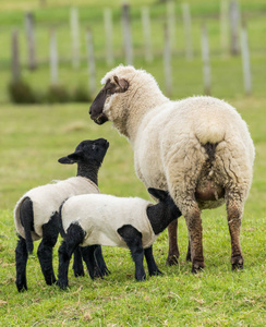 新西兰黑羊羔羊