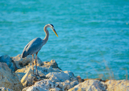 在砂关键公园在美国佛罗里达州的墨西哥湾上蓝鹭