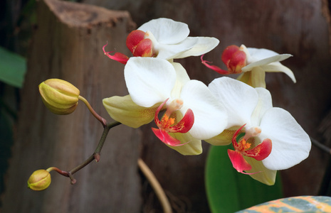 兰花花枝