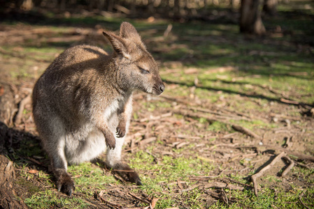 澳大利亚袋鼠，野生动物