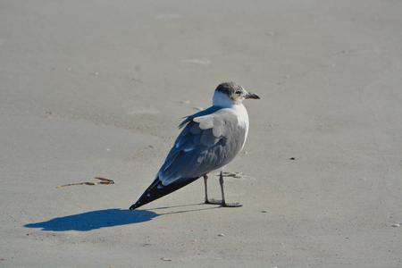 笑鸥 狒 Atricilla 是印度岩石海滩，佛罗里达州的墨西哥湾上