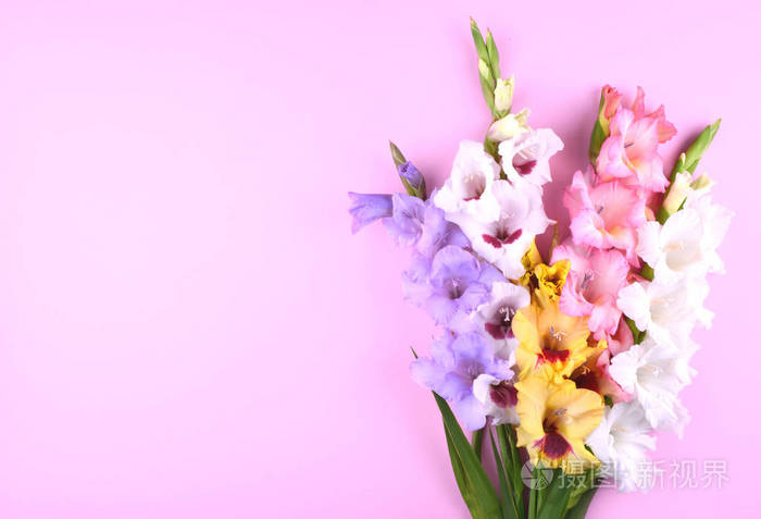 美丽的唐菖蒲花上时髦的粉色背景
