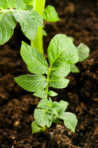种土豆。 土壤中的婴儿植物