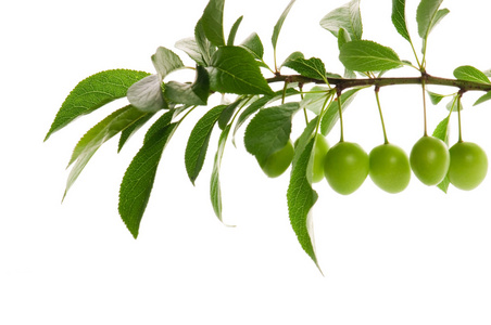 生长在白色上的青梅青梅叶青梅在篮子里青梅叶生长在白色上的青梅青梅