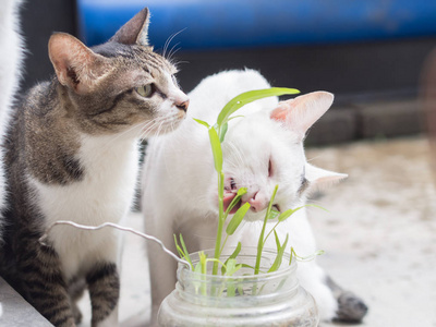 两个猫吃草