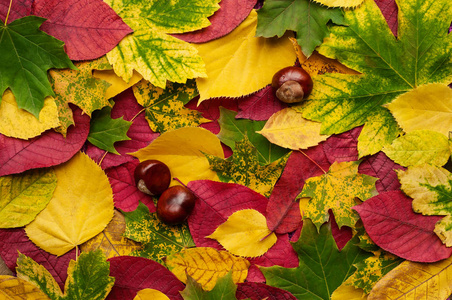色彩鲜艳的秋叶和棕色栗子的背景