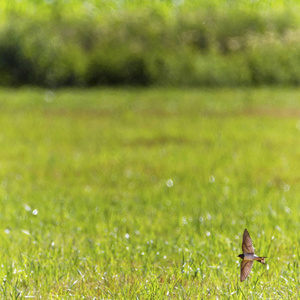 燕子鸟飞在一片草地