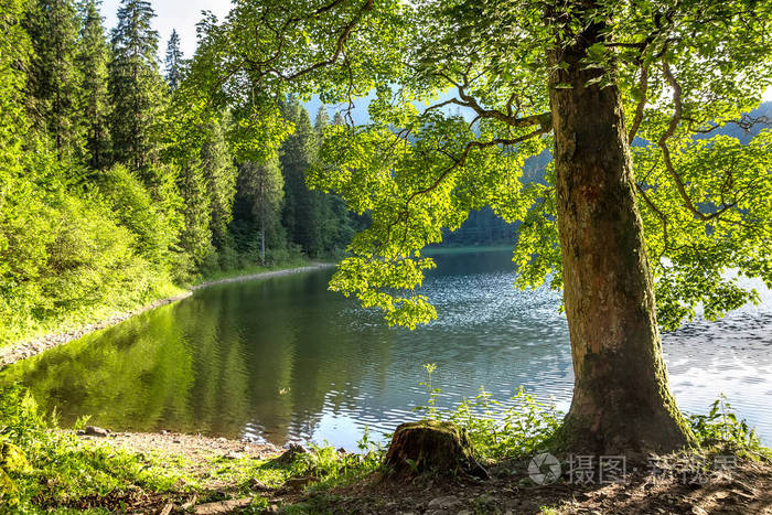 一棵树干，明亮的绿色枝叶的湖岸上