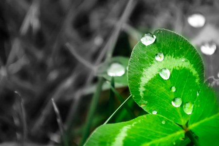 雨落在绿叶特写。绿色的植物宏观上的水珠。在自然的绿色草地上的露珠